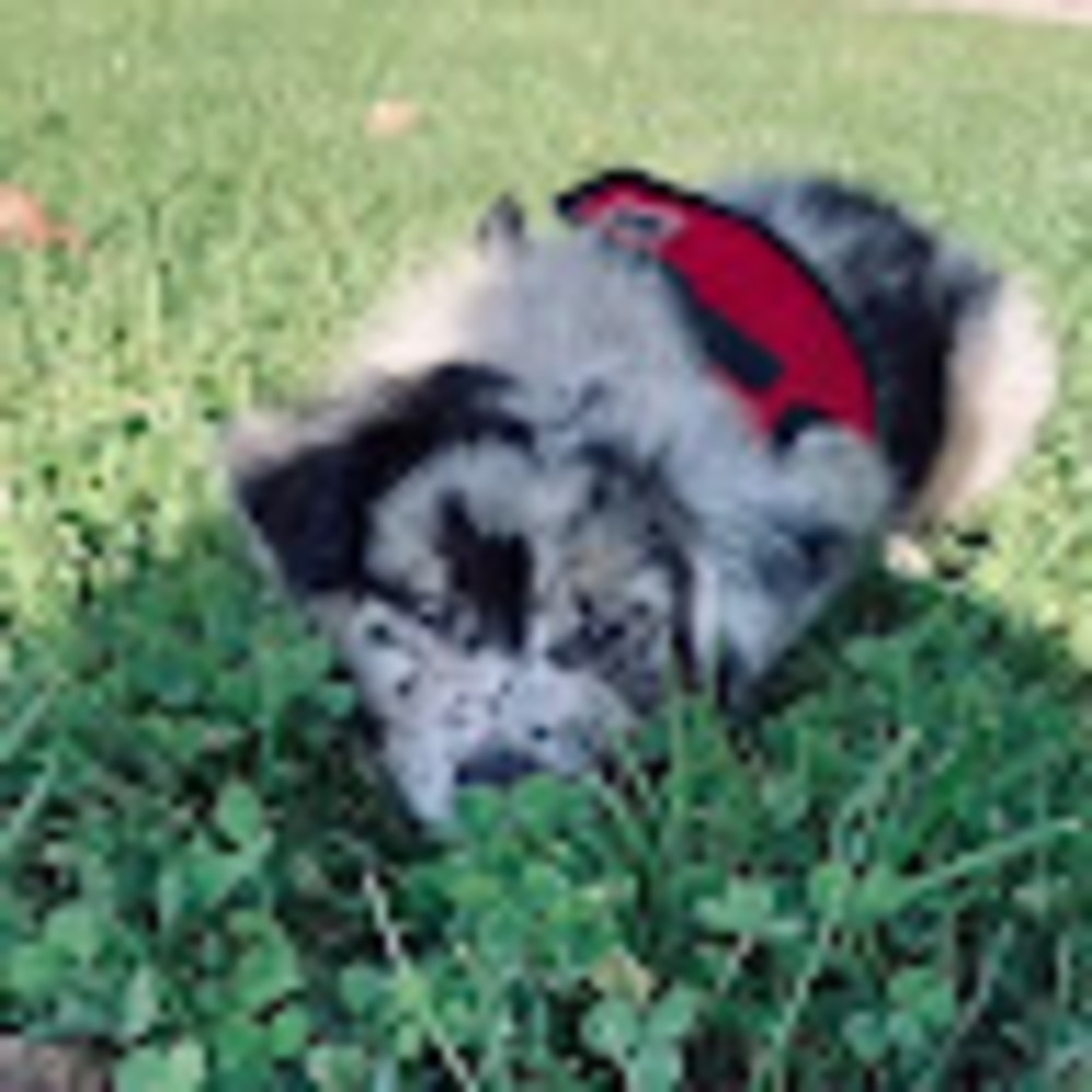 Meet your Posher, Autumn